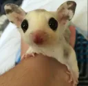 any sugarglider