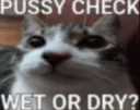pussy check
