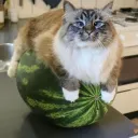 watermelon_cat