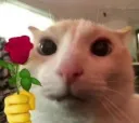 cat flower