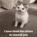 CatKittenStaring