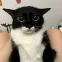 Scared kitty