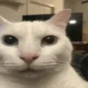 Doubtful cat /vertasion