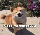 gh_doggo