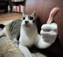 cat thumbs up