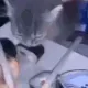 Cat thief