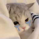 cat cry