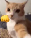 cat punch