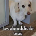 homophobic dog