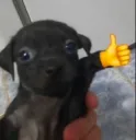 DogThumbsUp