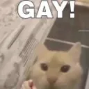 YOUR GAY!