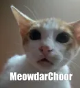 meowdarchoor