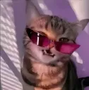 Cool Cat