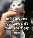 gay opossum