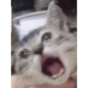 car_noooo