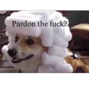 Pardon the fuck?