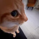 sideeye2  gg/seductivetwilight