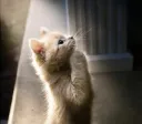 cat pray cat pray