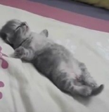 cat ded sleep
