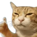 thumb up  gg/seductivetwilight