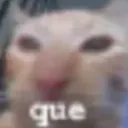 cat QUE