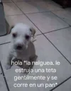 perrito