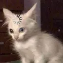 :confused_cat
