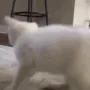 cat twerk .gg/kitty