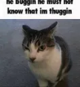 thug cat