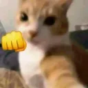 Catknockout
