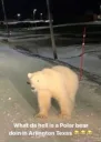 polar bear