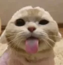 sillycat