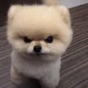 angry dog | iconemotes