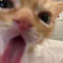 cat lick