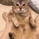 cat avelune