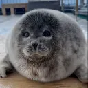 Tsuki