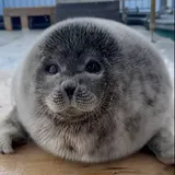 Tsuki Tsuki