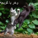 وخر يا كويحه 