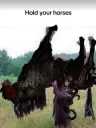 hold your horses