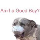Am I A Good Boy?