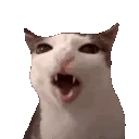 cronchycat