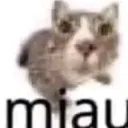 Miau