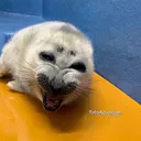 maniacseal