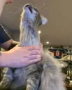 Long necked cat