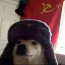 Shiba comunista 😼