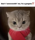 gangsta_meow