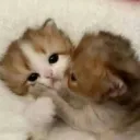 Cat kiss