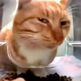 sus