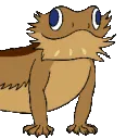lizard