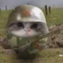 Hamla karne wali cat